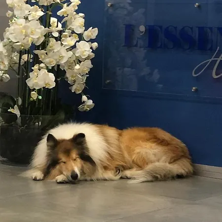 L'essenza 4* 奧爾比亞