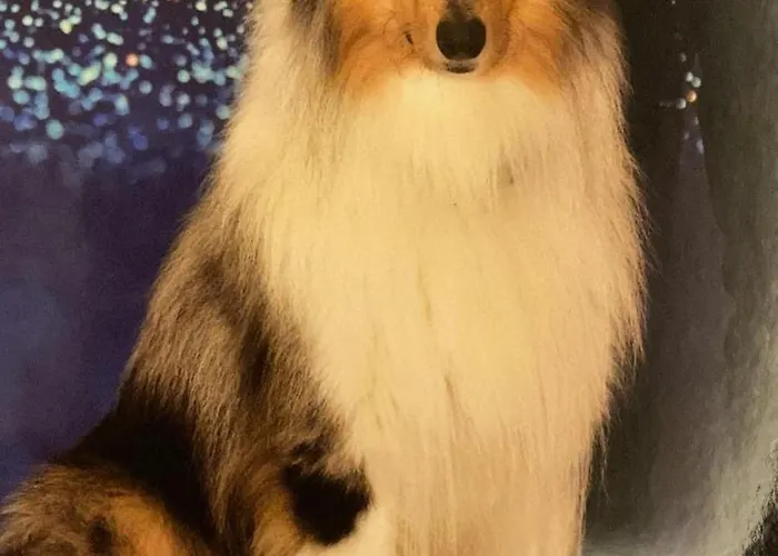 L'essenza 4* אולביה