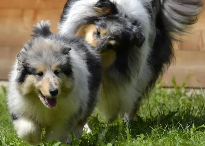 L'essenza 4* אולביה